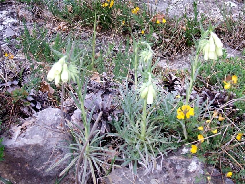 Onosma echioides / Viperina comune